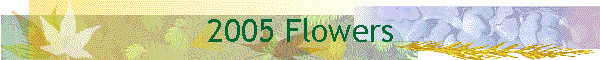 2005 Flowers